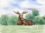 Postkarte DIN-A6 Elch SW4